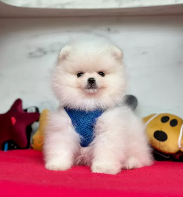 Safkan Pomeranian Boo Bebekler