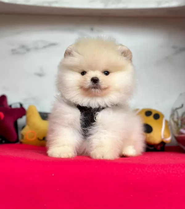 Safkan Pomeranian Boo Bebekler