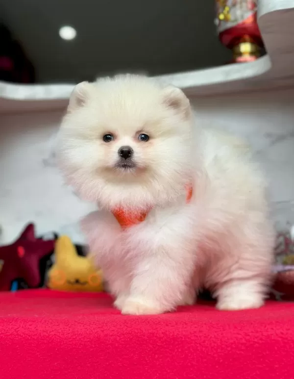 Safkan Pomeranian Boo Bebekler