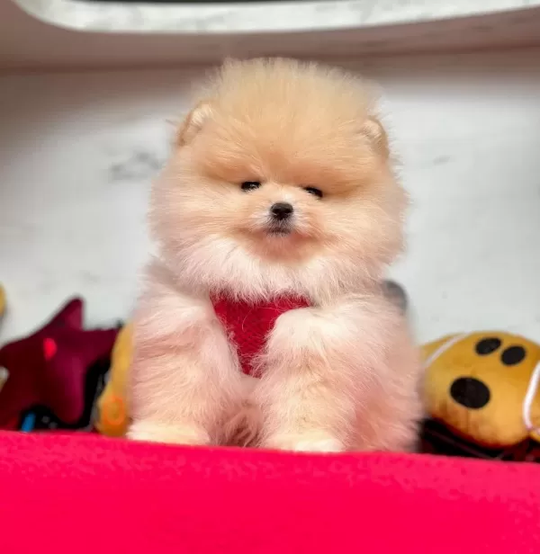 Safkan Pomeranian Boo Bebekler