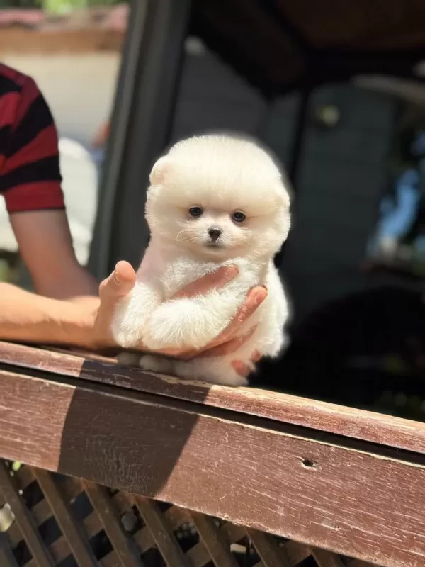 A Kalite Pomeranian Boo