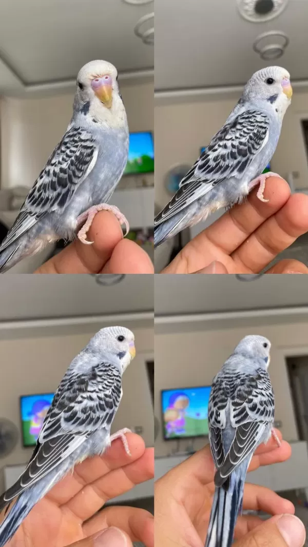 Evcil 2 Aylık Erkek Muhabbet Kuşu