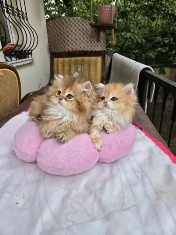 British Longhair Yavrular