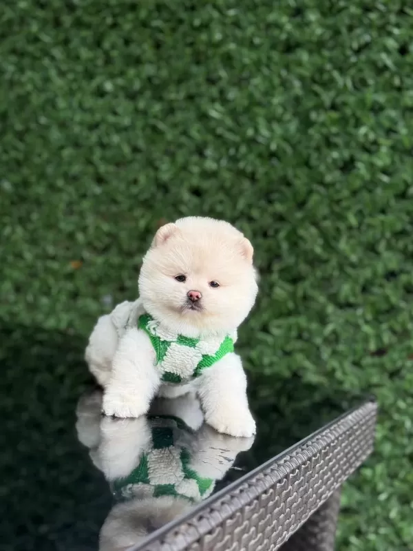 En Tatlı Pomeranian Boo
