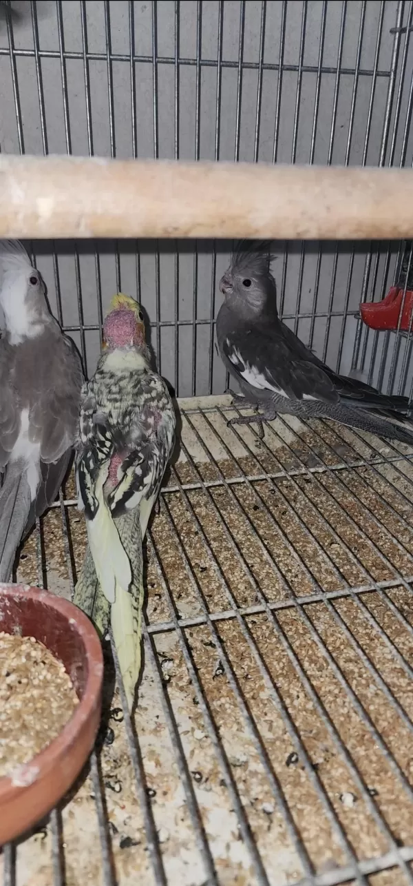 Yeni Sultan Bebekler Yeme Düştü