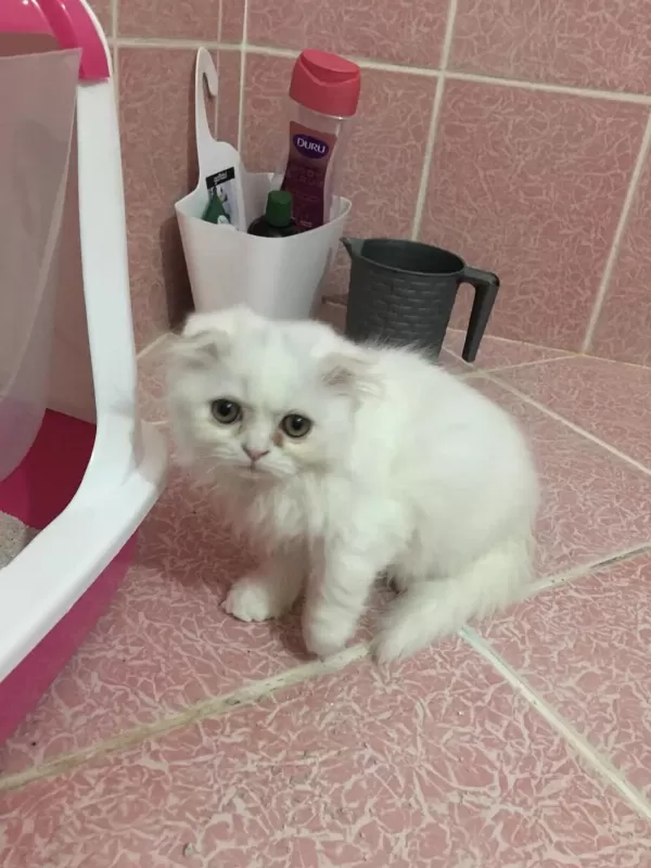 Scottish Fold Longhair Erkek Yavrumuz