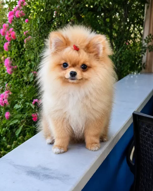 Mikro Teacup Sarişin Güzeli Pomeranian Boo