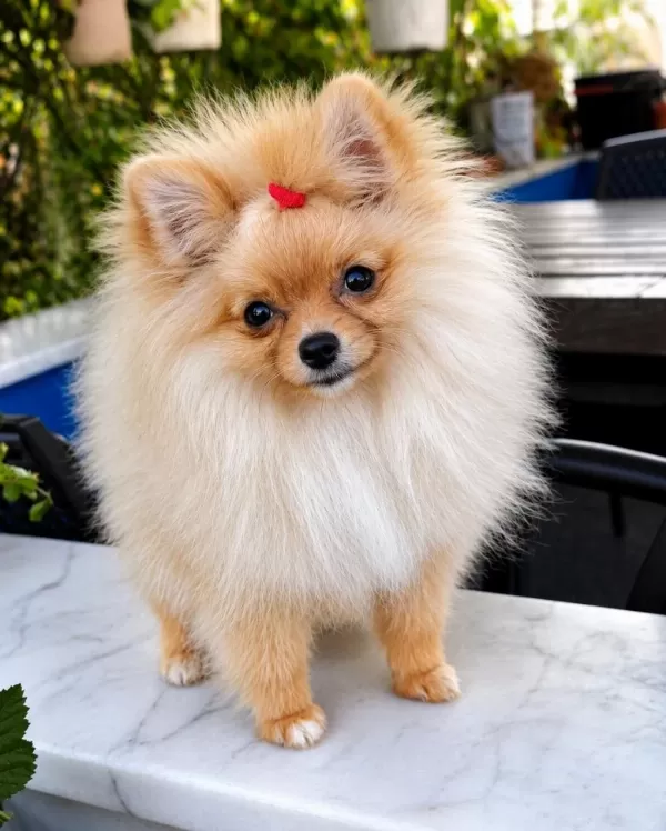 Mikro Teacup Sarişin Güzeli Pomeranian Boo