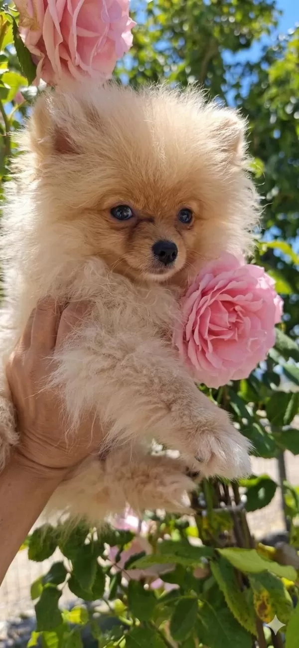 Mikro Teacup Sarişin Güzeli Pomeranian Boo