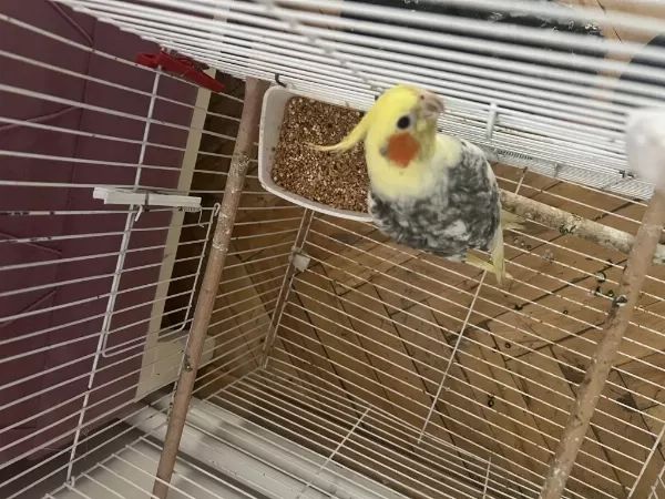 Evcil Konuşan Erkek Sultan Papağanı