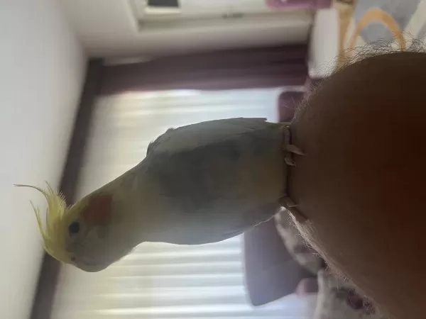 Evcil Konuşan Erkek Sultan Papağanı