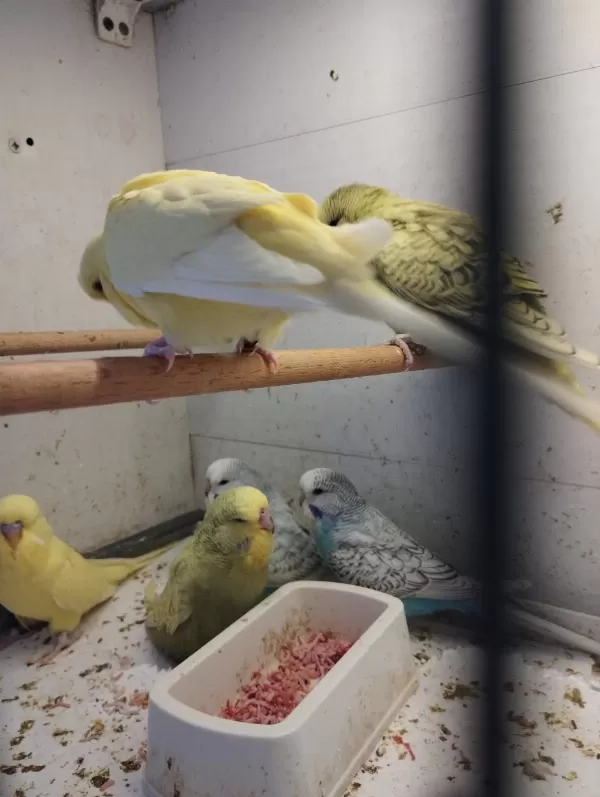 Yeni Yeme Düşen Muhabbet Kuşu Yavrular