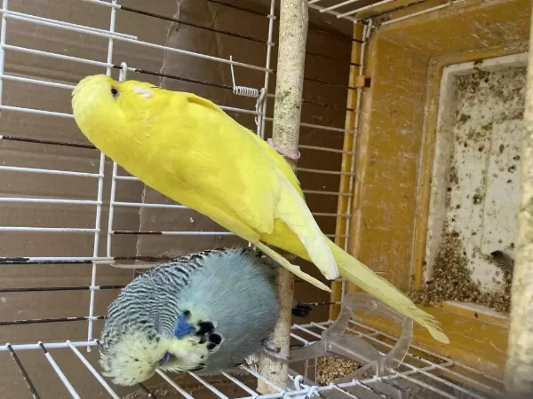 2 Yumurtalı Jumbo Muhabbet Takım