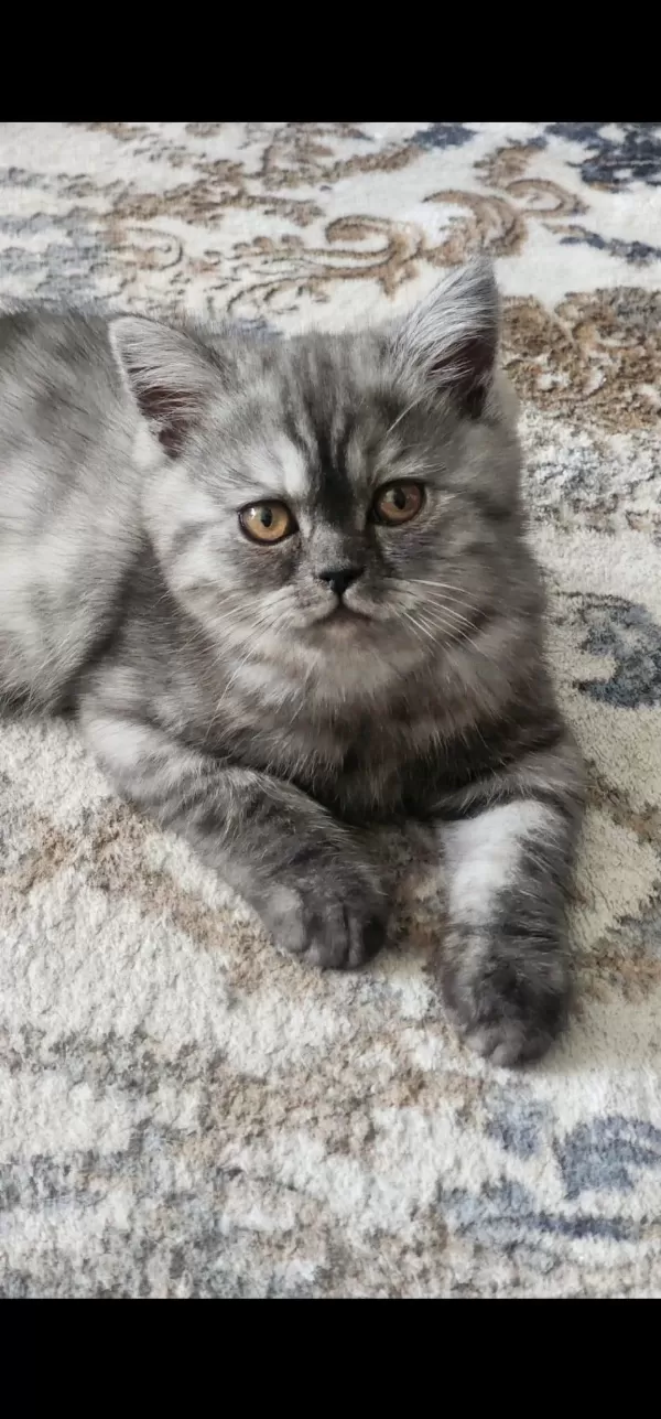 Biritish Shorthair Yavrular