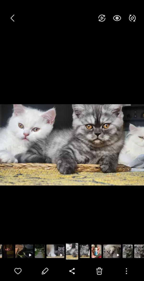 Biritish Shorthair Yavrular