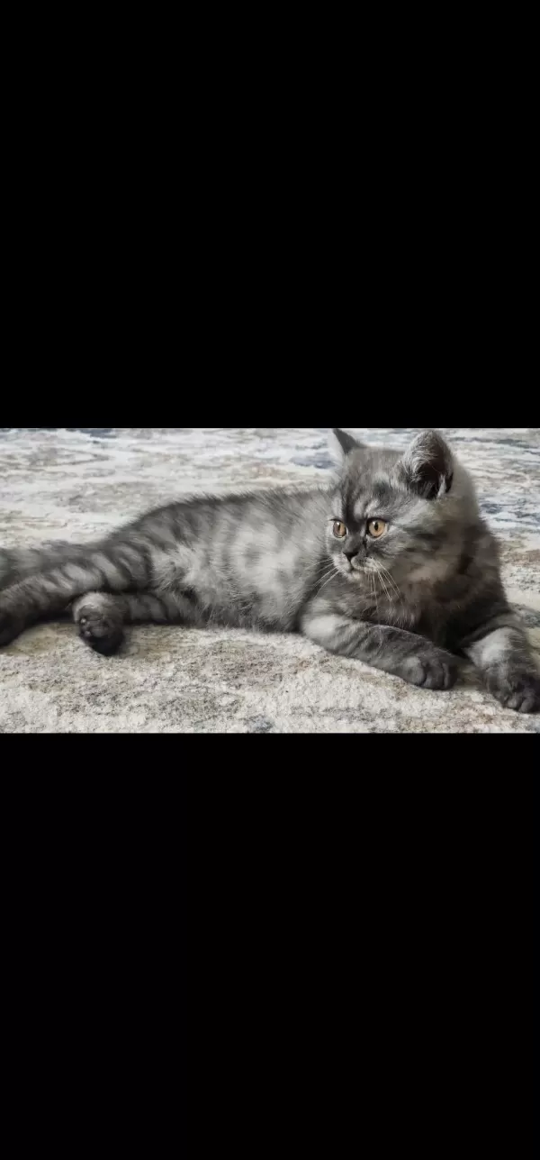 Biritish Shorthair Yavrular