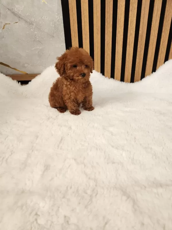 Toy Poodle Yavrularimiz