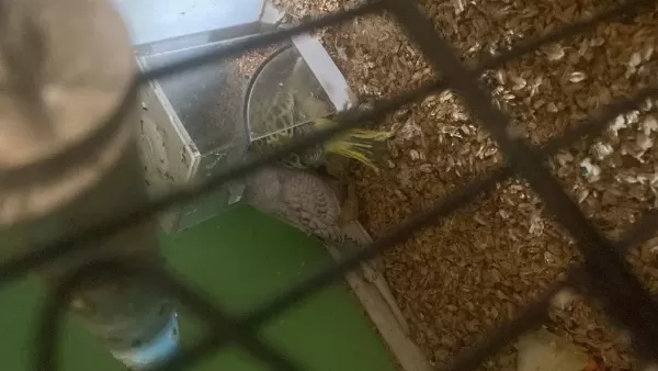 2 Adet Erkek Jumbo 45 Ve 35 Günlük Renk Güzelleri Kuşlar