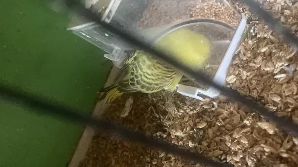 2 Adet Erkek Jumbo 45 Ve 35 Günlük Renk Güzelleri Kuşlar
