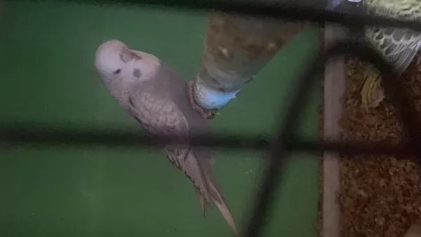 2 Adet Erkek Jumbo 45 Ve 35 Günlük Renk Güzelleri Kuşlar