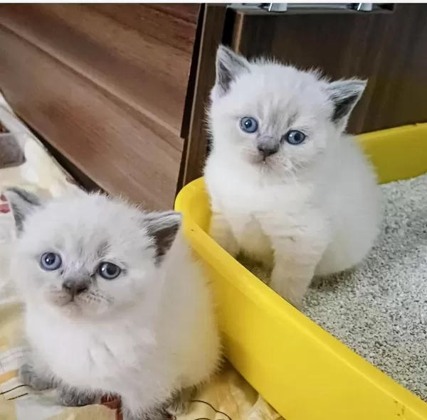 Kucuk British Shorthair Minnagım