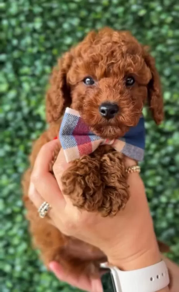 Aşili Pasaportlu Toy Poodle Yavrularimiz