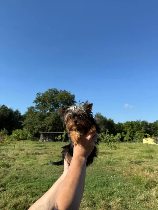Yorkshire Terrier Teacup Bebekler