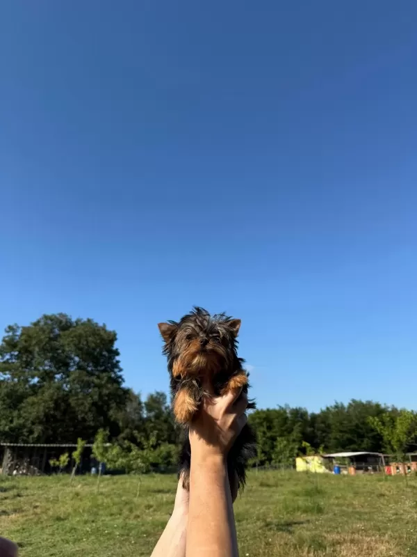 Yorkshire Terrier Teacup Bebekler