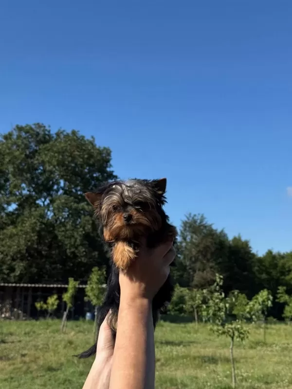 Yorkshire Terrier Teacup Bebekler
