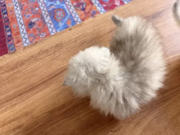British Longhair Ve Scotish Longhair Yavrular Beyaz