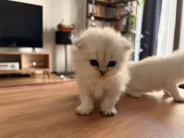 British Longhair Ve Scotish Longhair Yavrular Beyaz