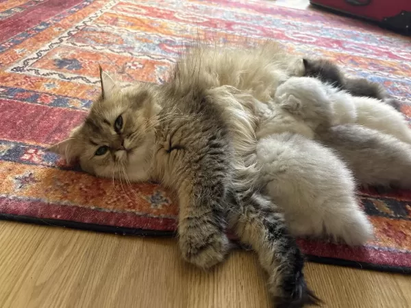 British Longhair Ve Scotish Longhair Yavrular Beyaz
