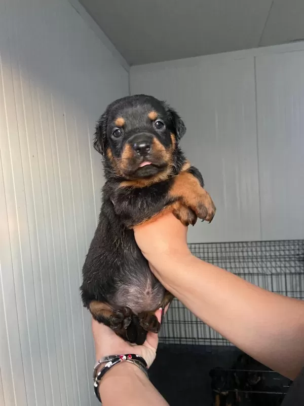Rottweiler Yavruları