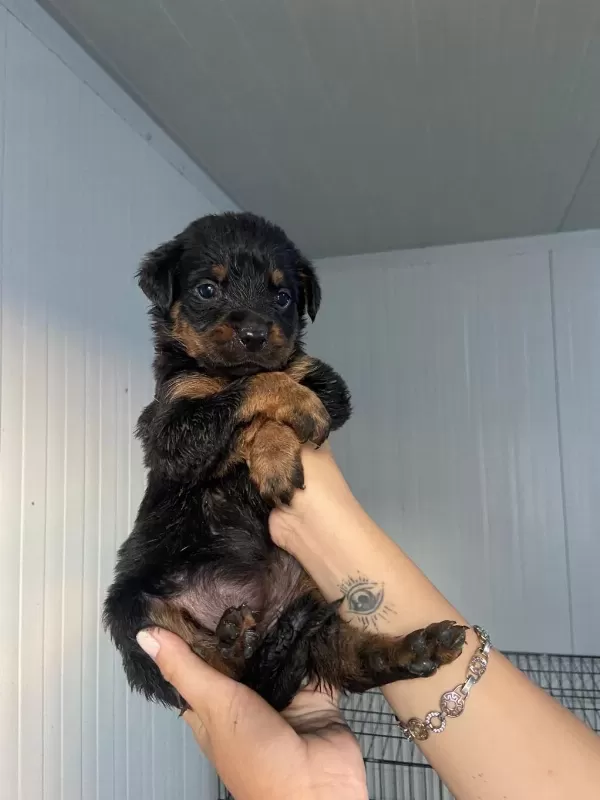Rottweiler Yavruları