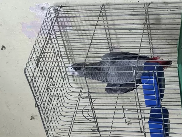 Full Evcil Jako Papağani
