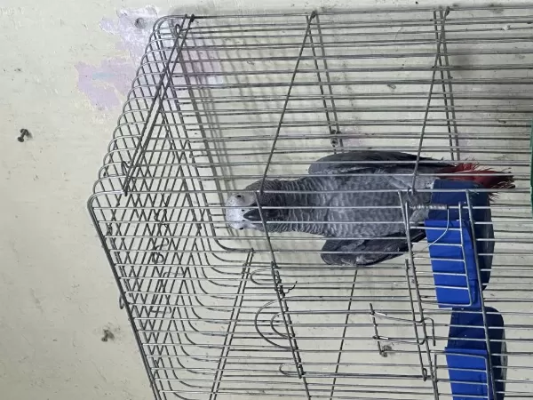 Full Evcil Jako Papağani