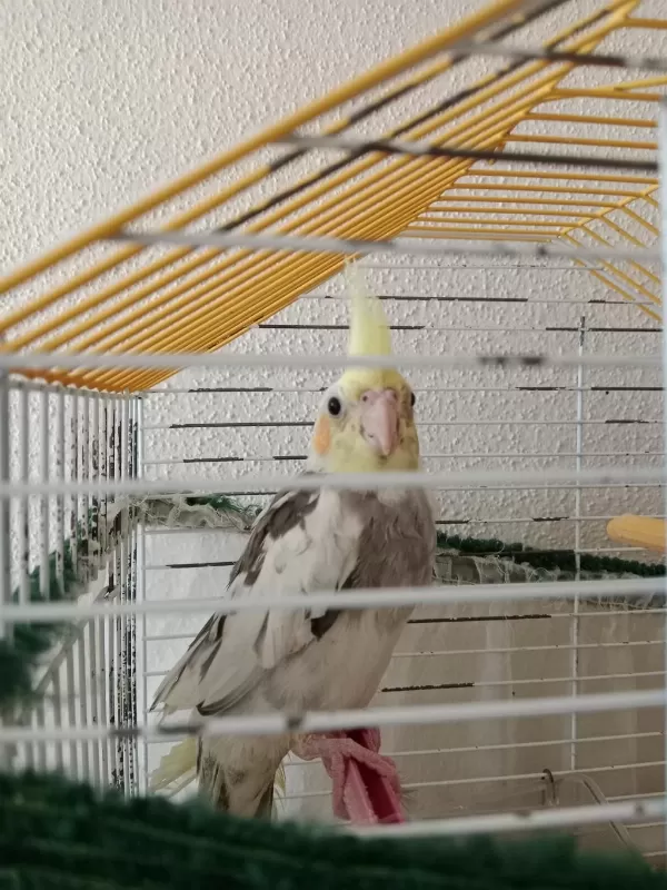 Erkek Yavru Sultan Papağanı