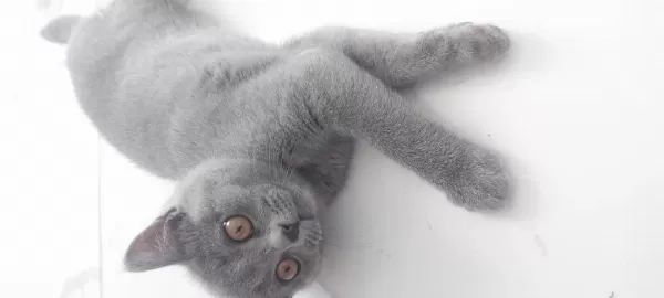 British Shorthair 2,5 Aylık