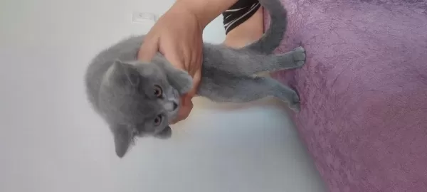 British Shorthair 2,5 Aylık