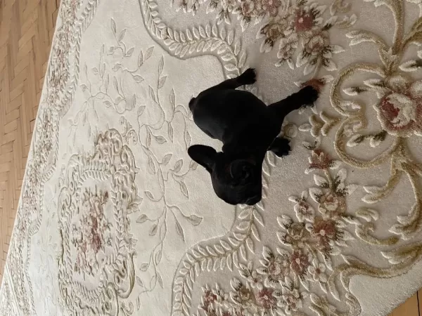 Tuvalet Eğitimli 2 Aylık Dişi French Bulldog