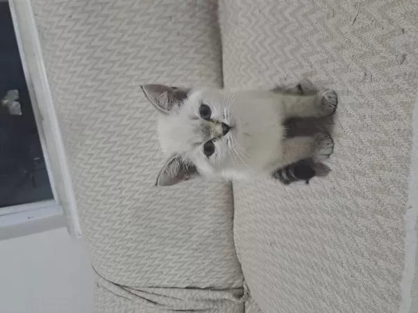 Minik British Shorthair