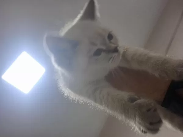 Minik British Shorthair