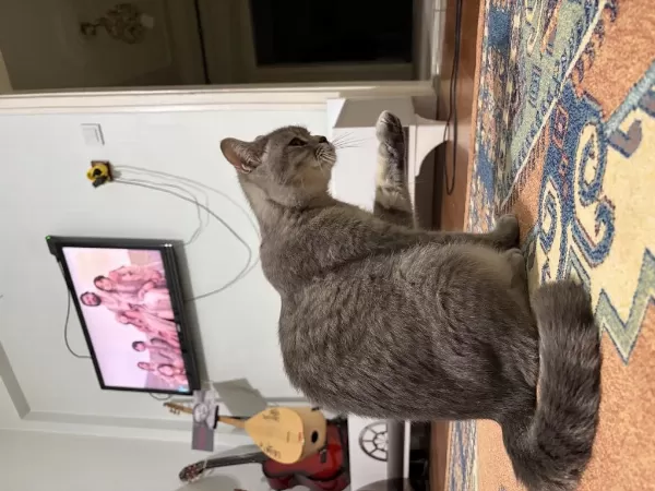 Dişi British Shorthair