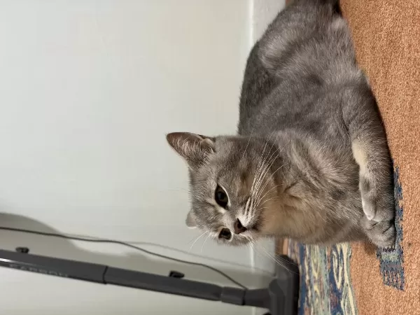 Dişi British Shorthair