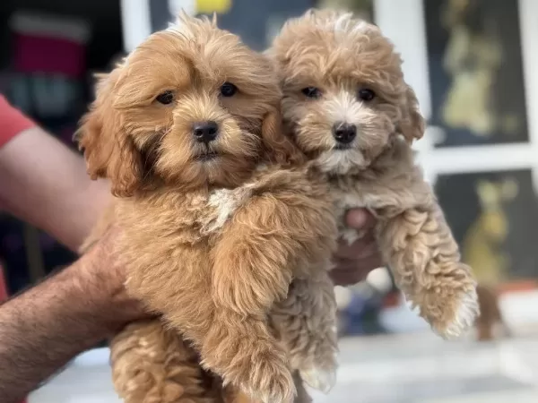 Wc Eğitimli Aşılı Pasaportlu Maltipoo Yavrularımız