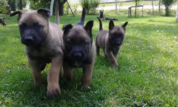 Belçika Malinois Yavrulari