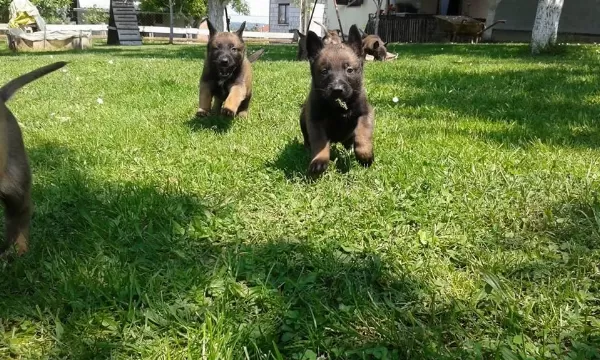 Belçika Malinois Yavrulari