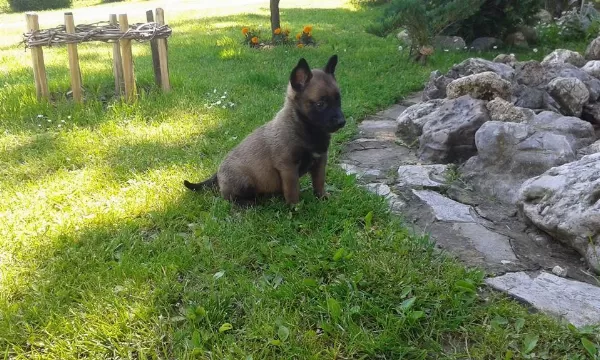 Belçika Malinois Yavrulari