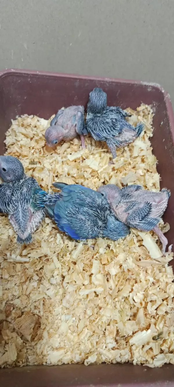 Cep Papağanı Forpus Bebekler