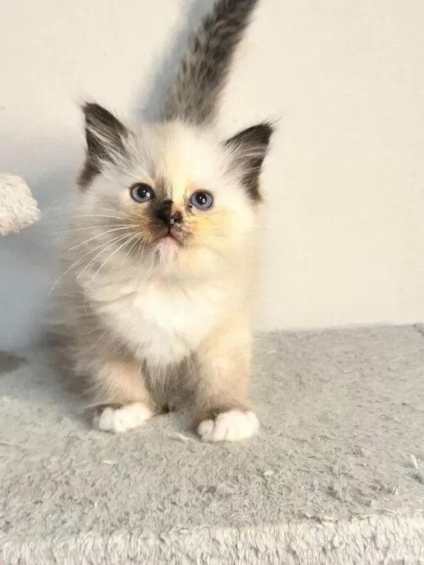Seal Tortie Mitted Ragdoll Yavrular